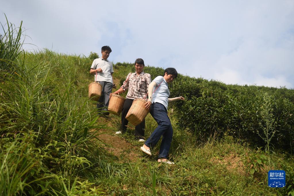 在廣西蒼梧縣六堡鎮(zhèn)山坪村，祝雪蘭（前）和村民采茶后走下茶山（2022年9月22日攝）。新華社記者 陸波岸 攝
